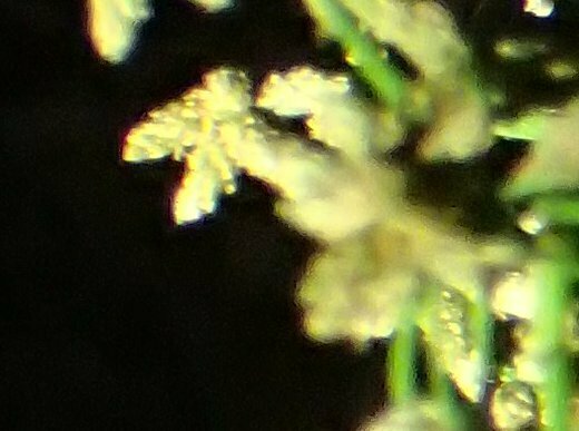 High Resolution Schoenoplectus acutus Flower